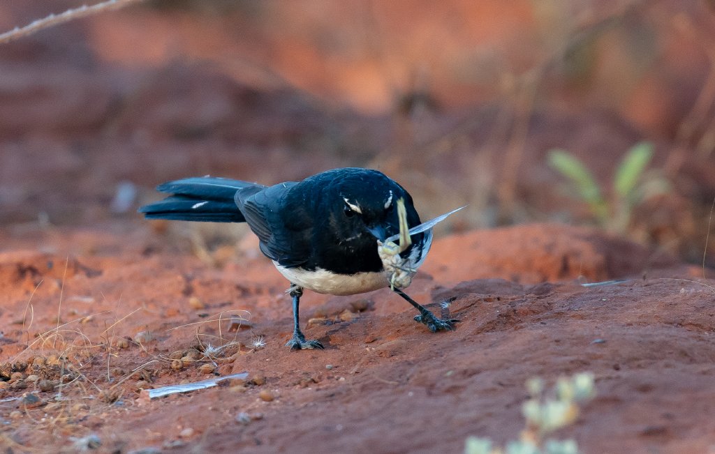 Willie Wagtail with breakfast