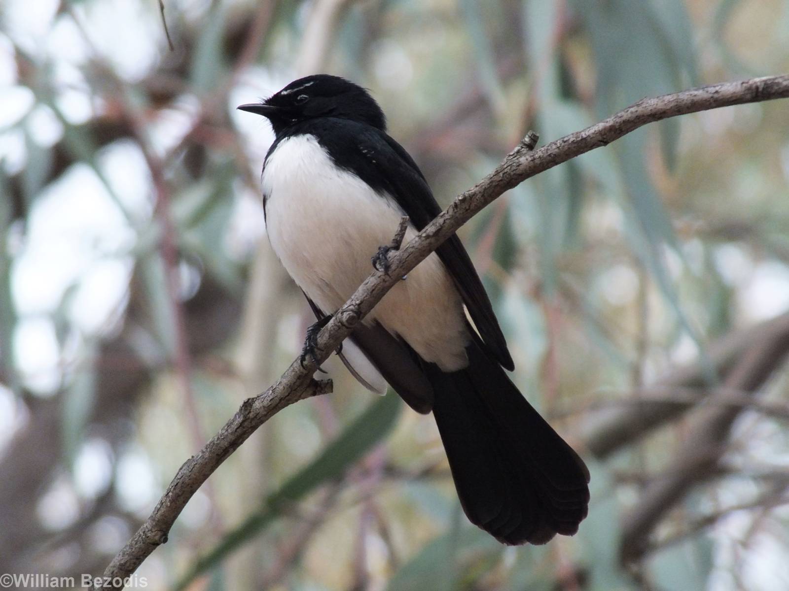 Willie Wagtail
