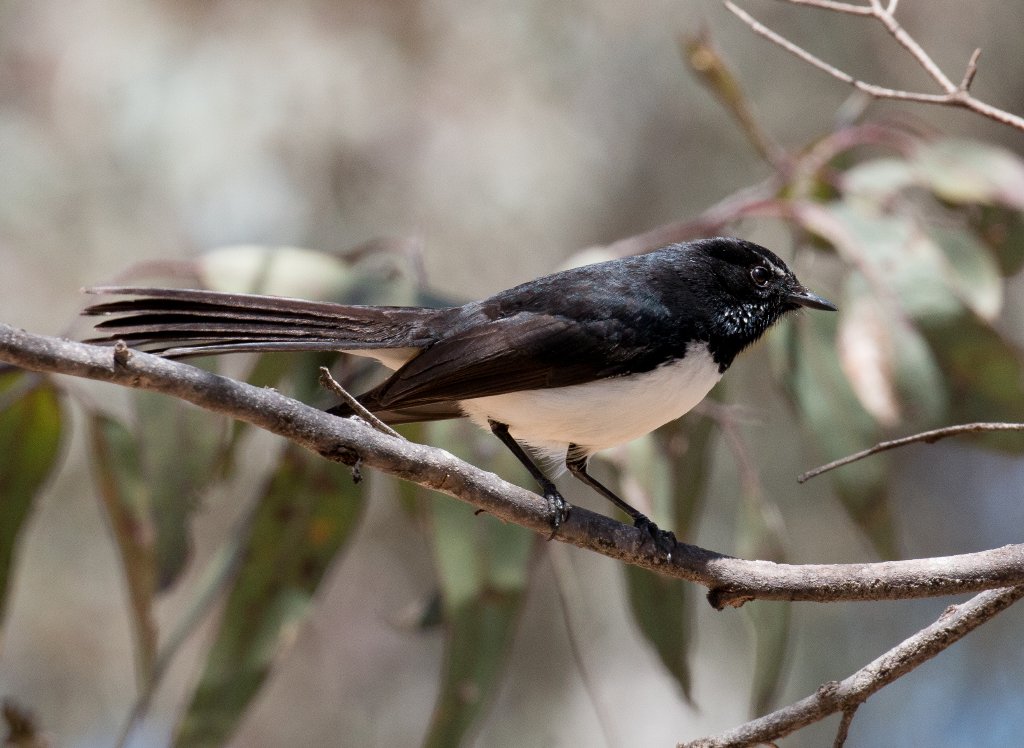 Willie Wagtail