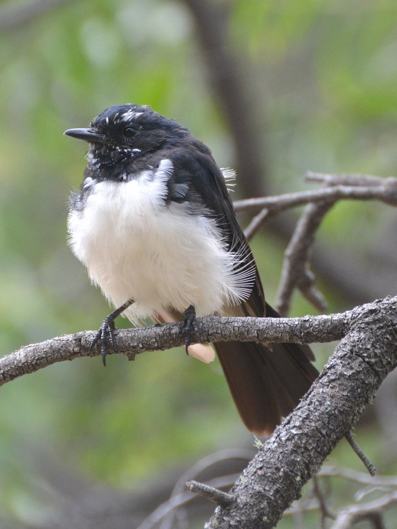Willie wagtail