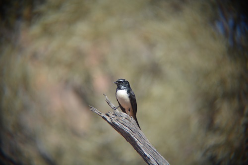 Willie wagtail.