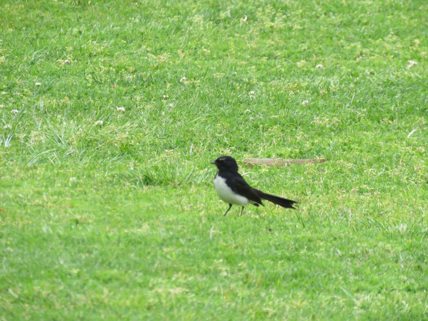 Willie Wagtail