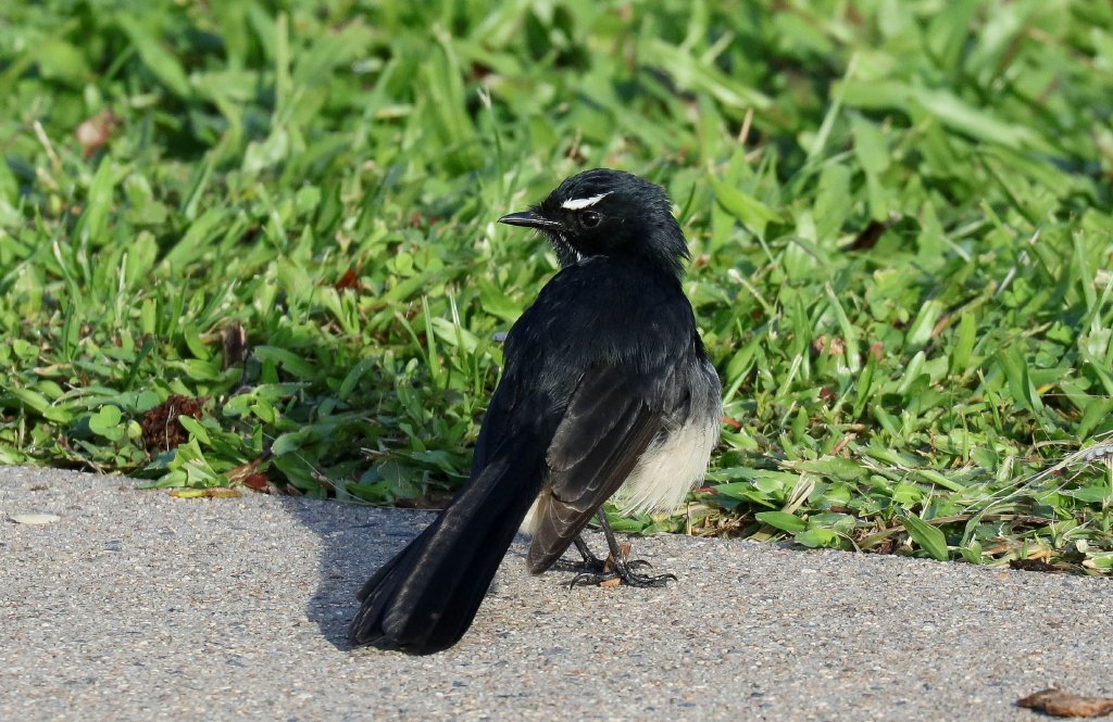 Willie Wagtail