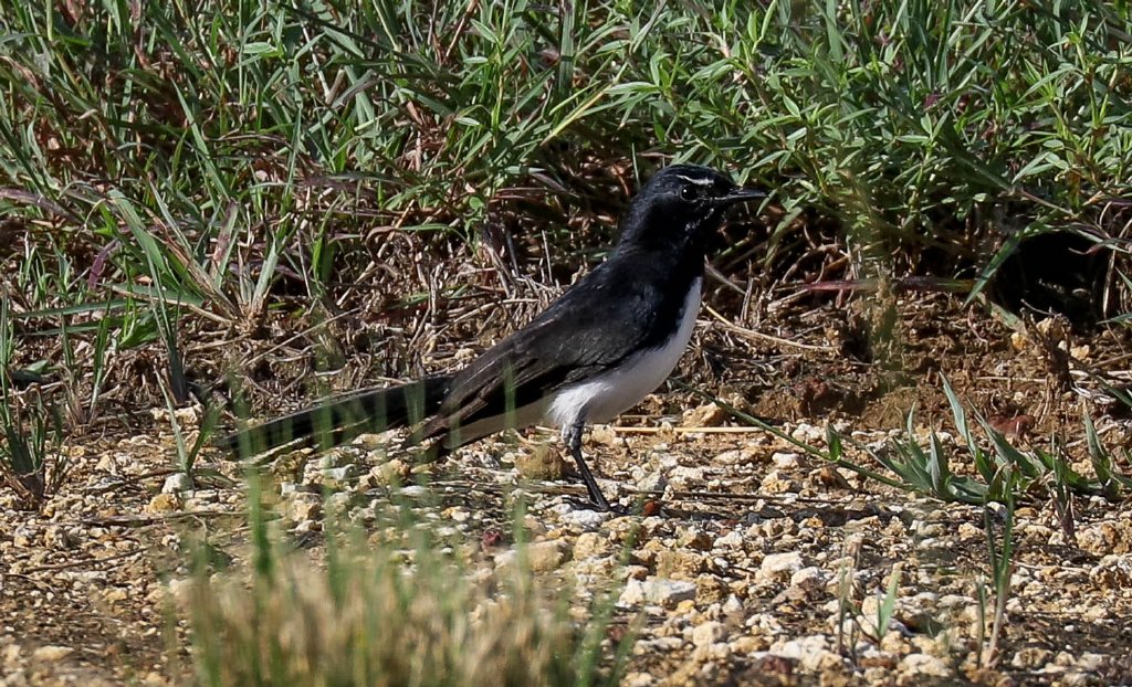 Willie Wagtail