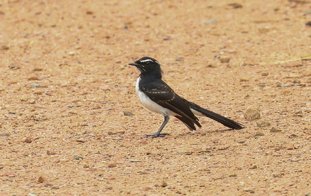 Willie Wagtail