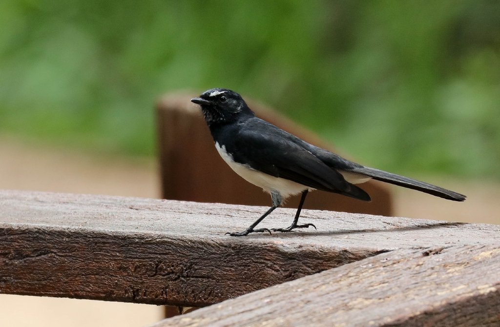 Willie-Wagtail