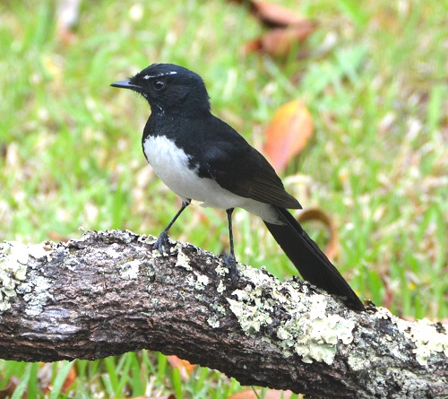 Willie wagtail