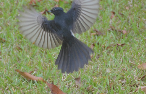 Willie wagtail