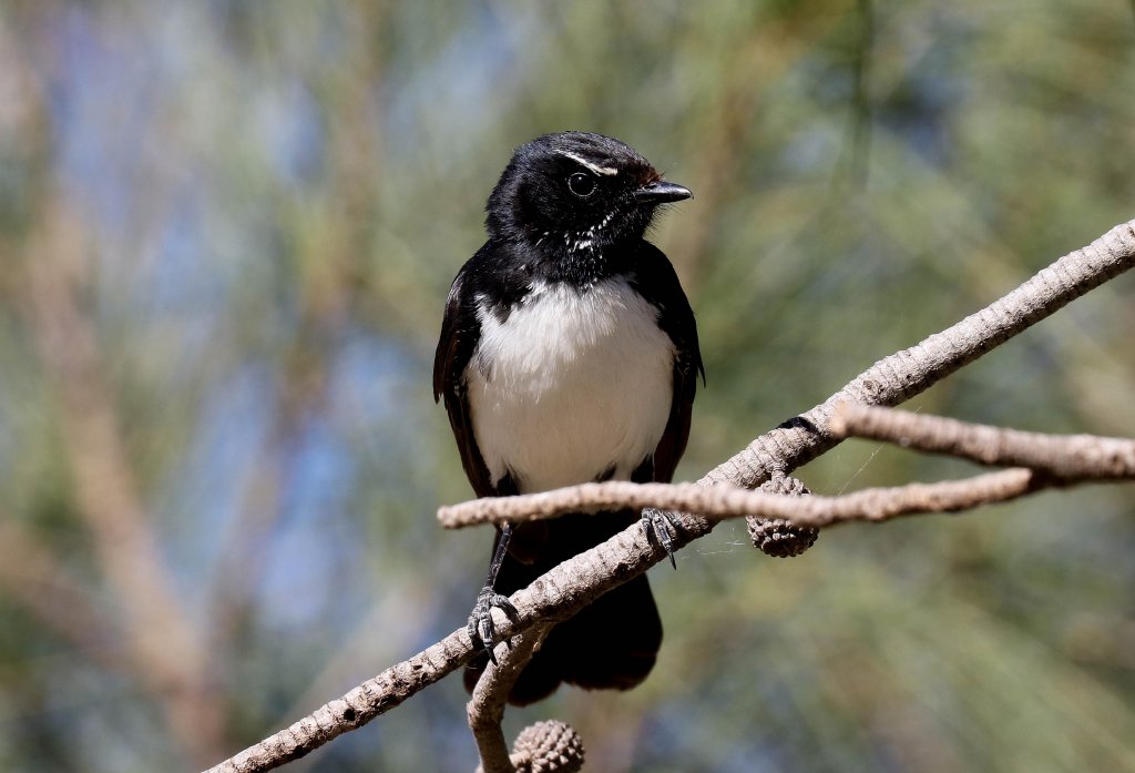 Willie Wagtail