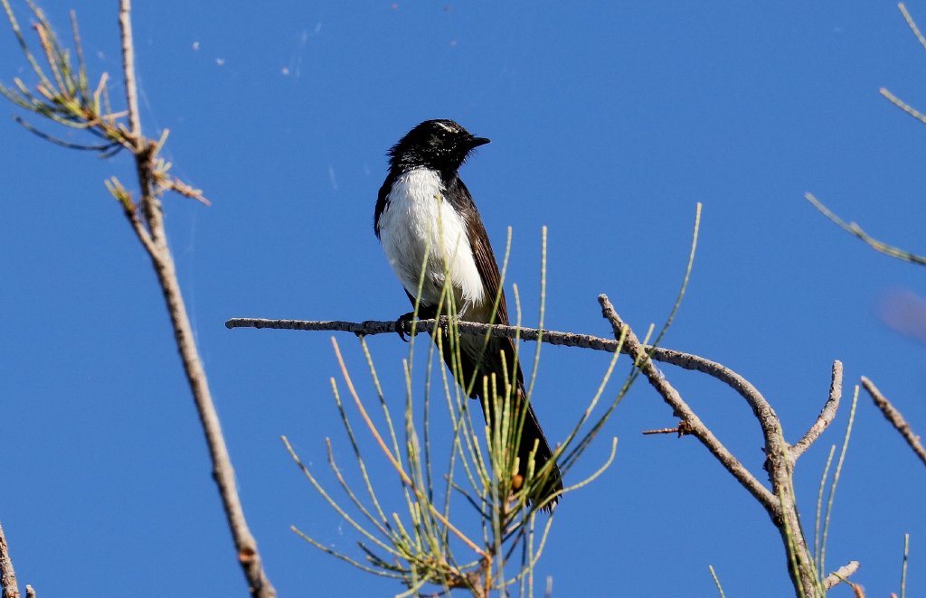Willie Wagtail