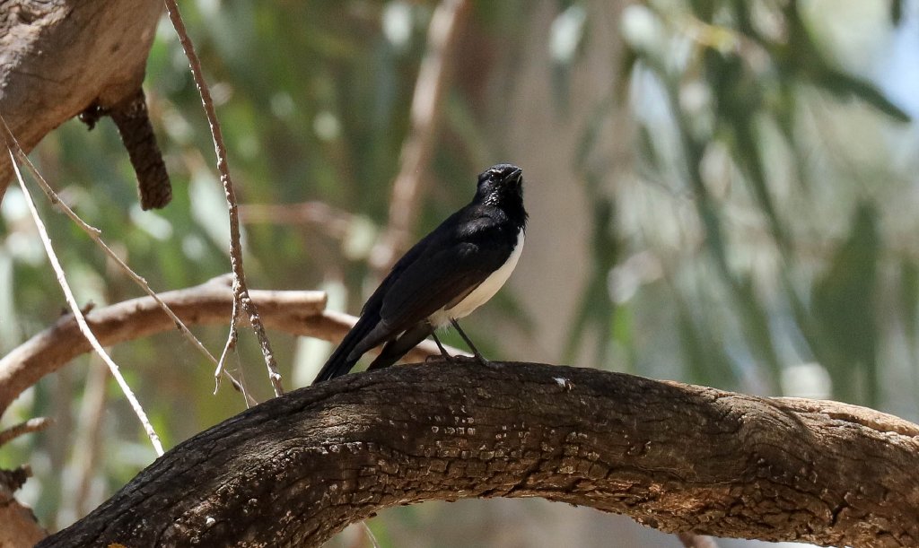 Willie Wagtail