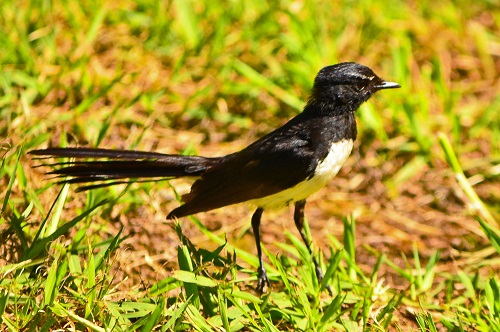 Willie Wagtail.