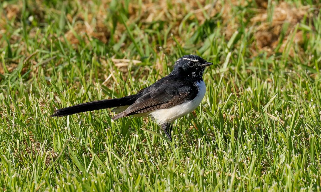 Willie Wagtail