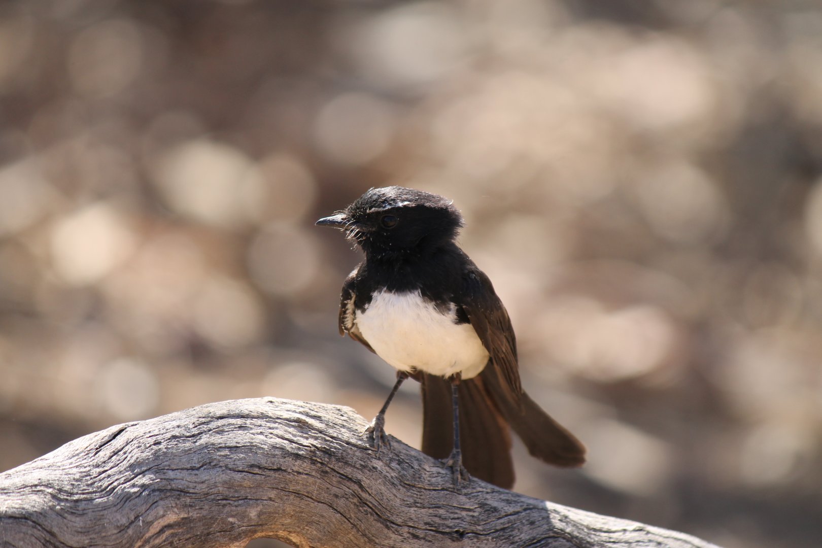 Willie Wagtail