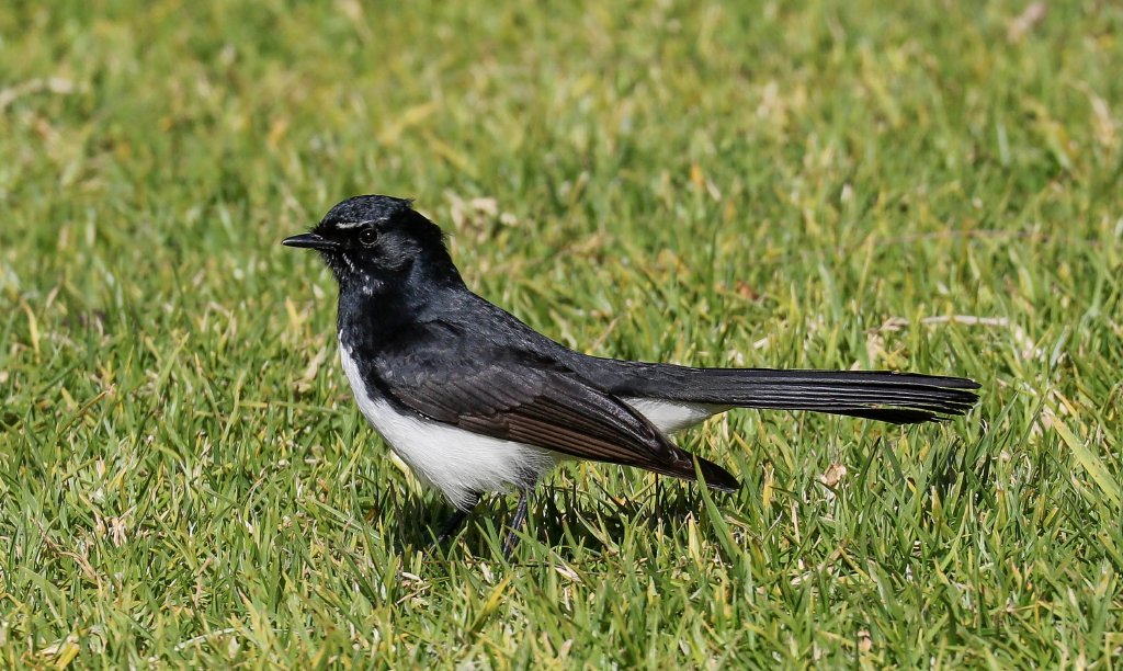 Willie Wagtail