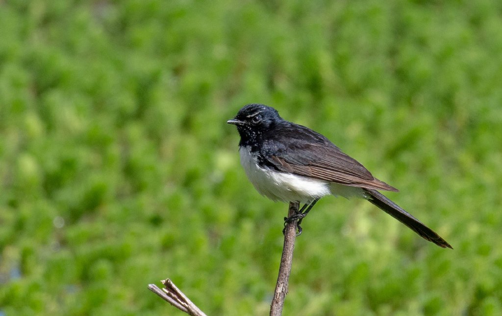 Willie Wagtail