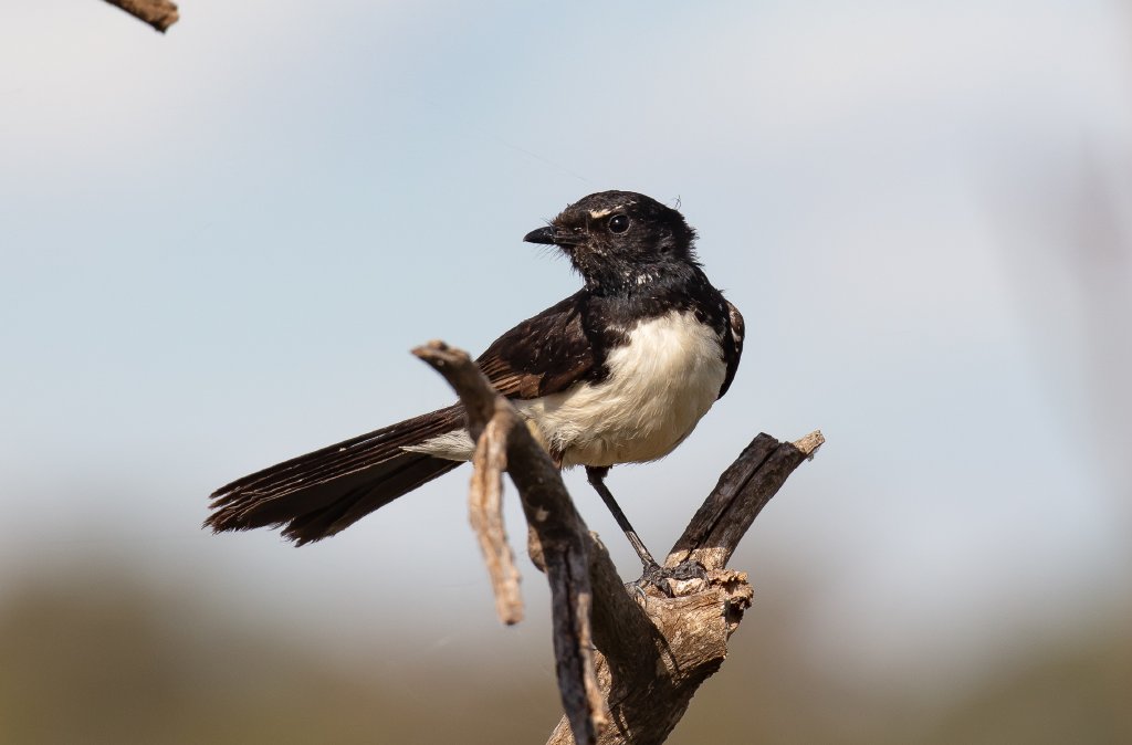 Willie Wagtail