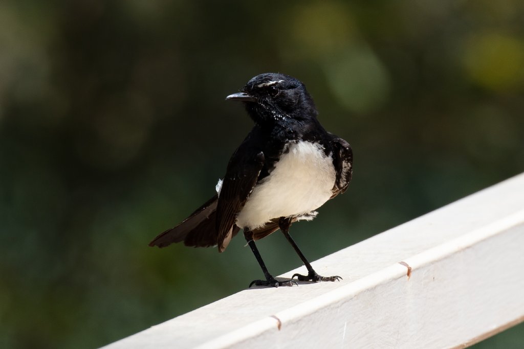 Willie Wagtail