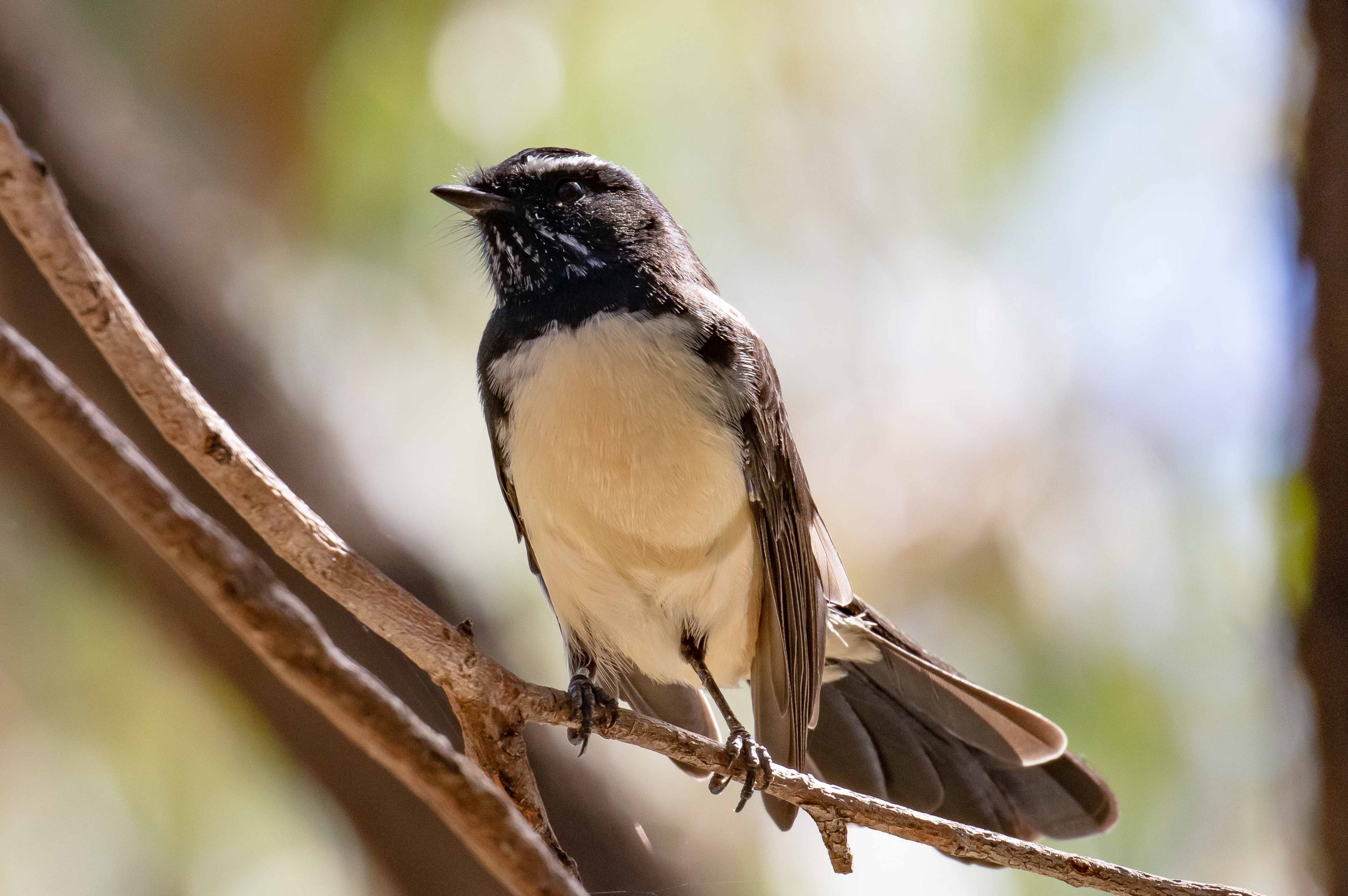Willie Wagtail