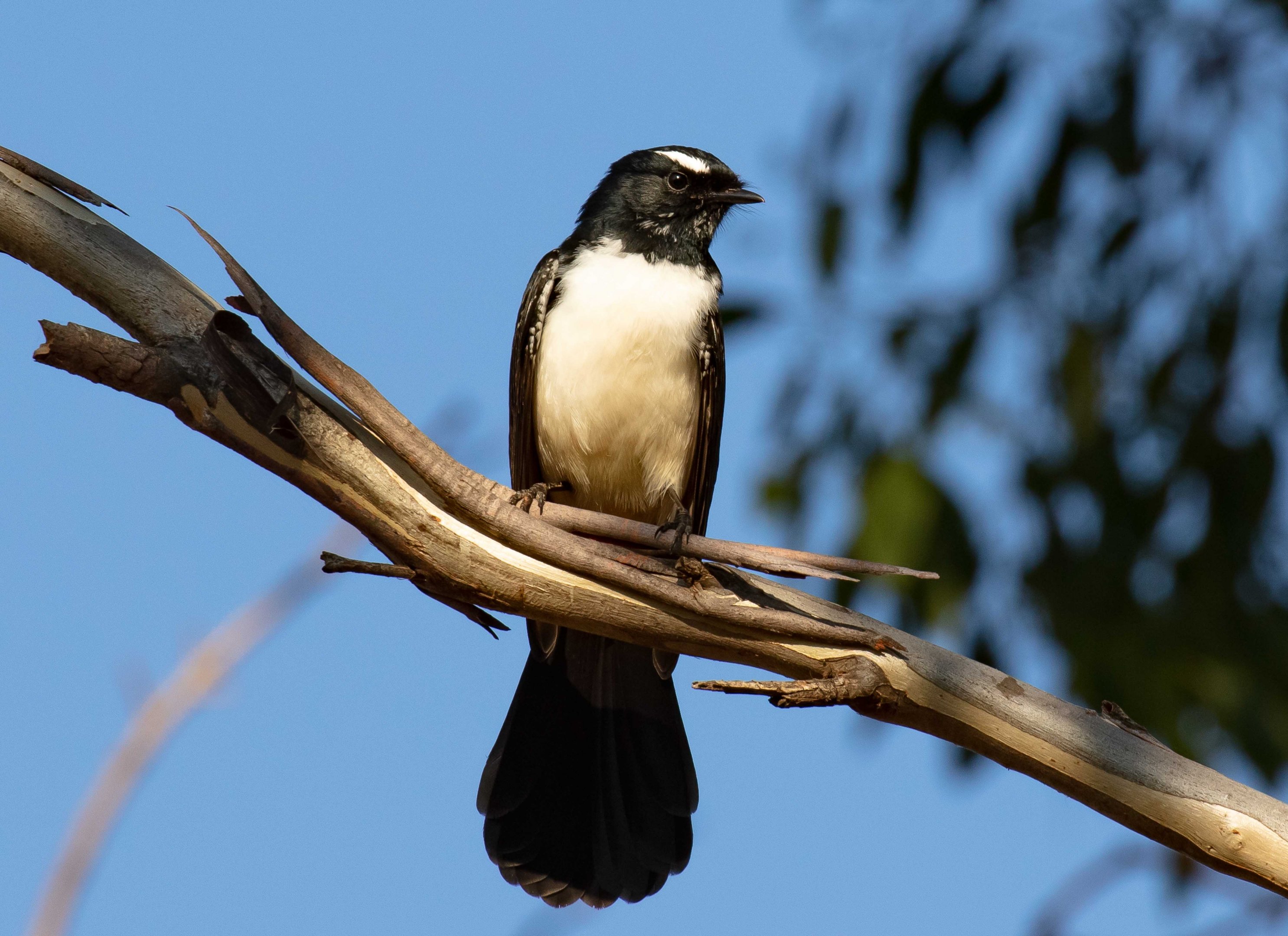 Willie Wagtail