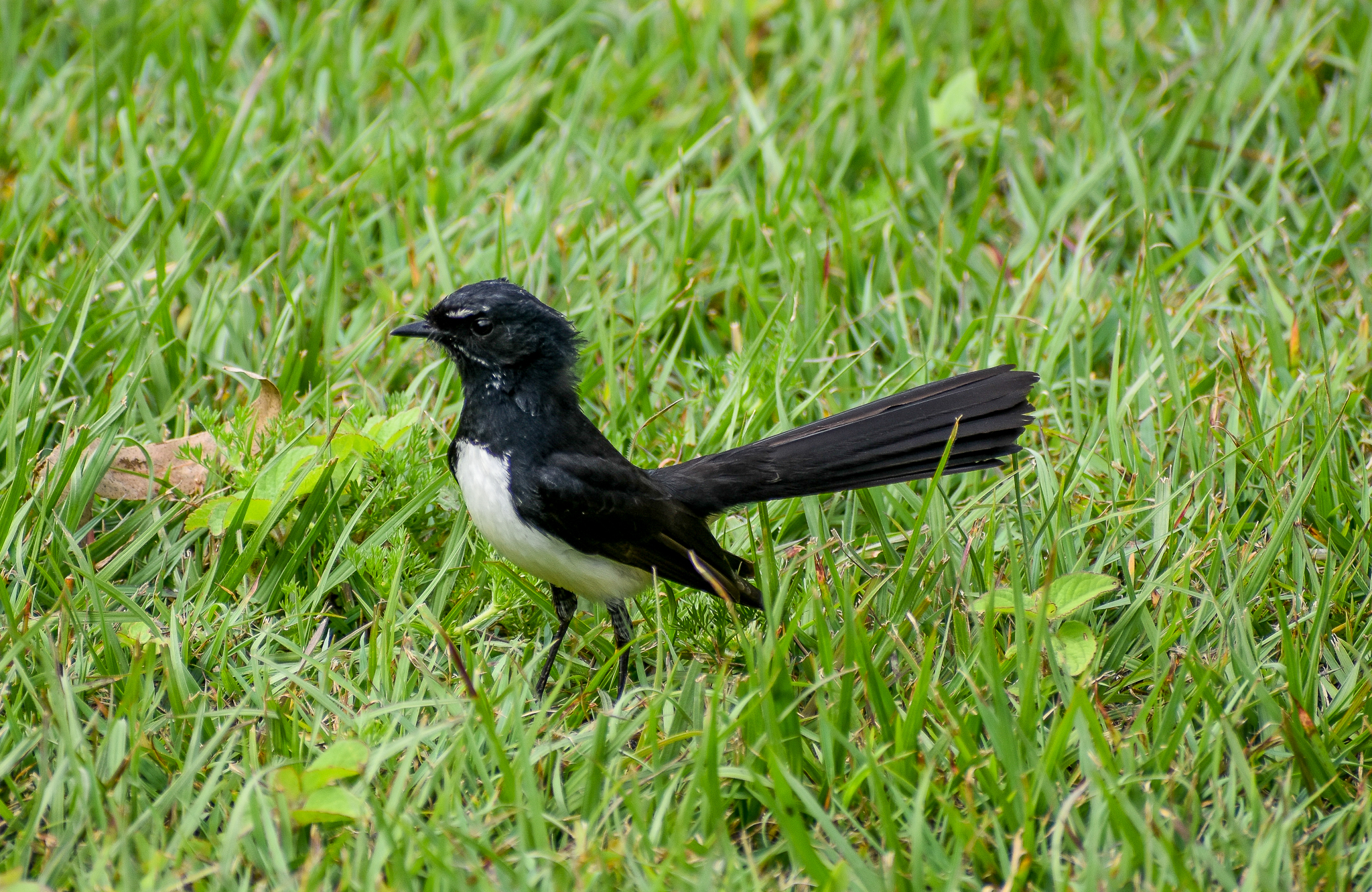 Willie Wagtail