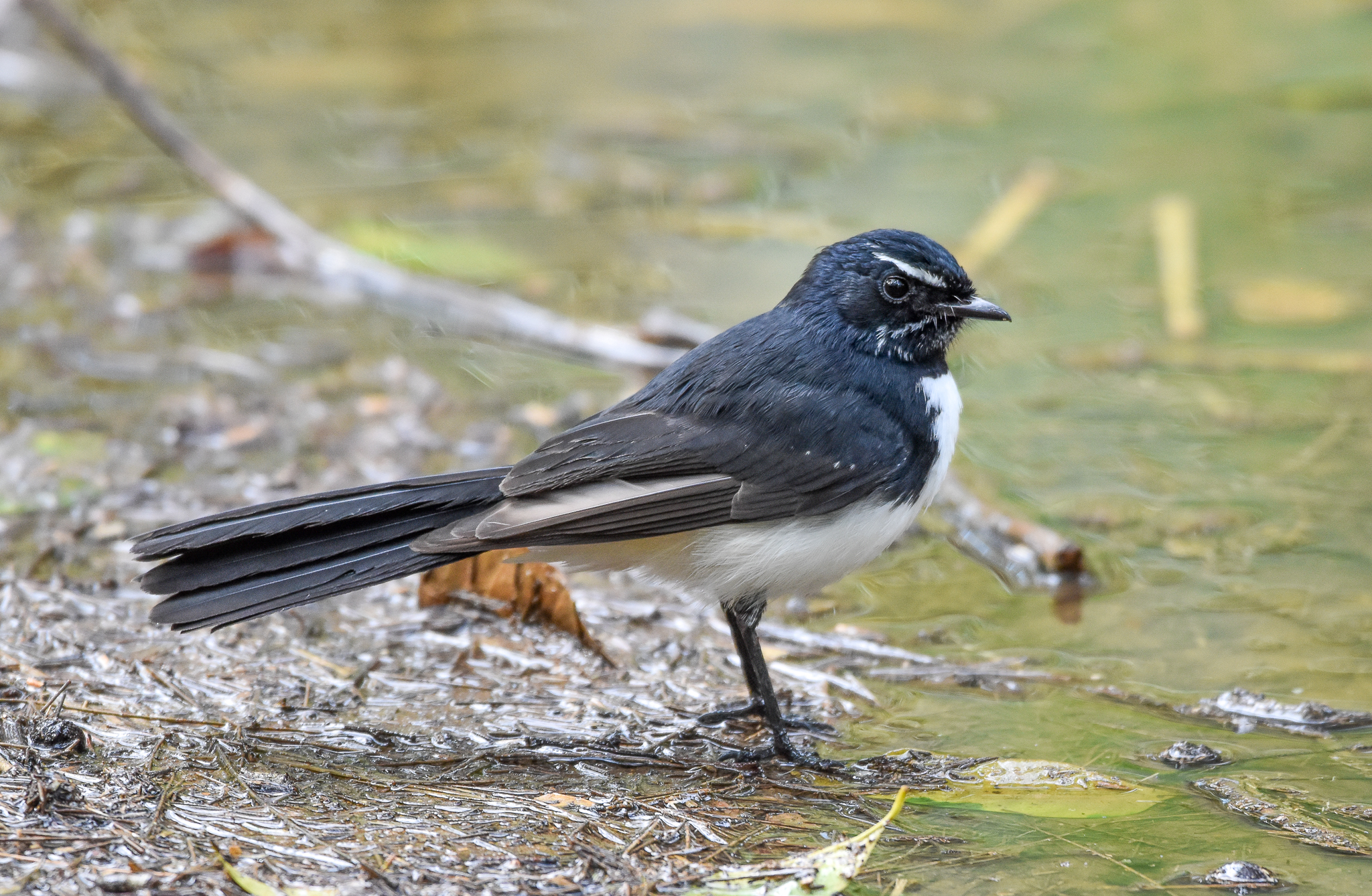 Willie-Wagtail