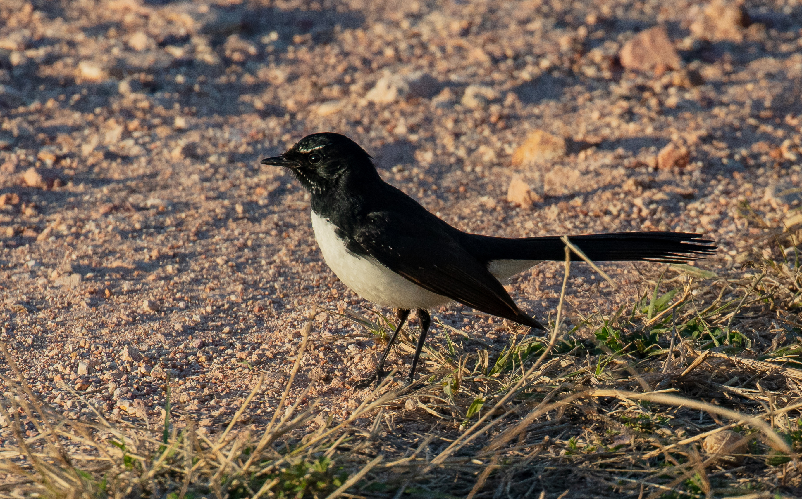 Willie Wagtail