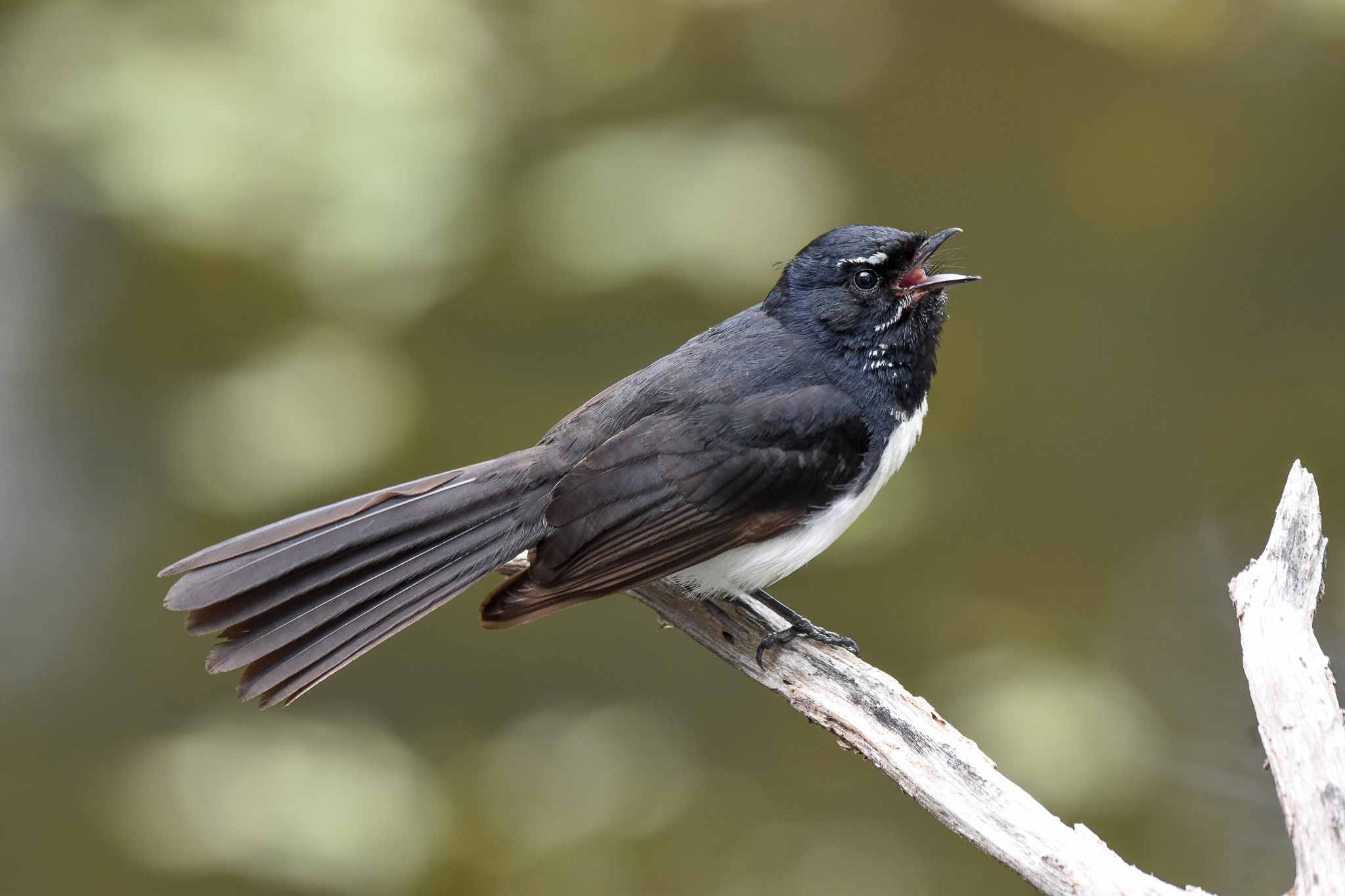 Willie-Wagtail
