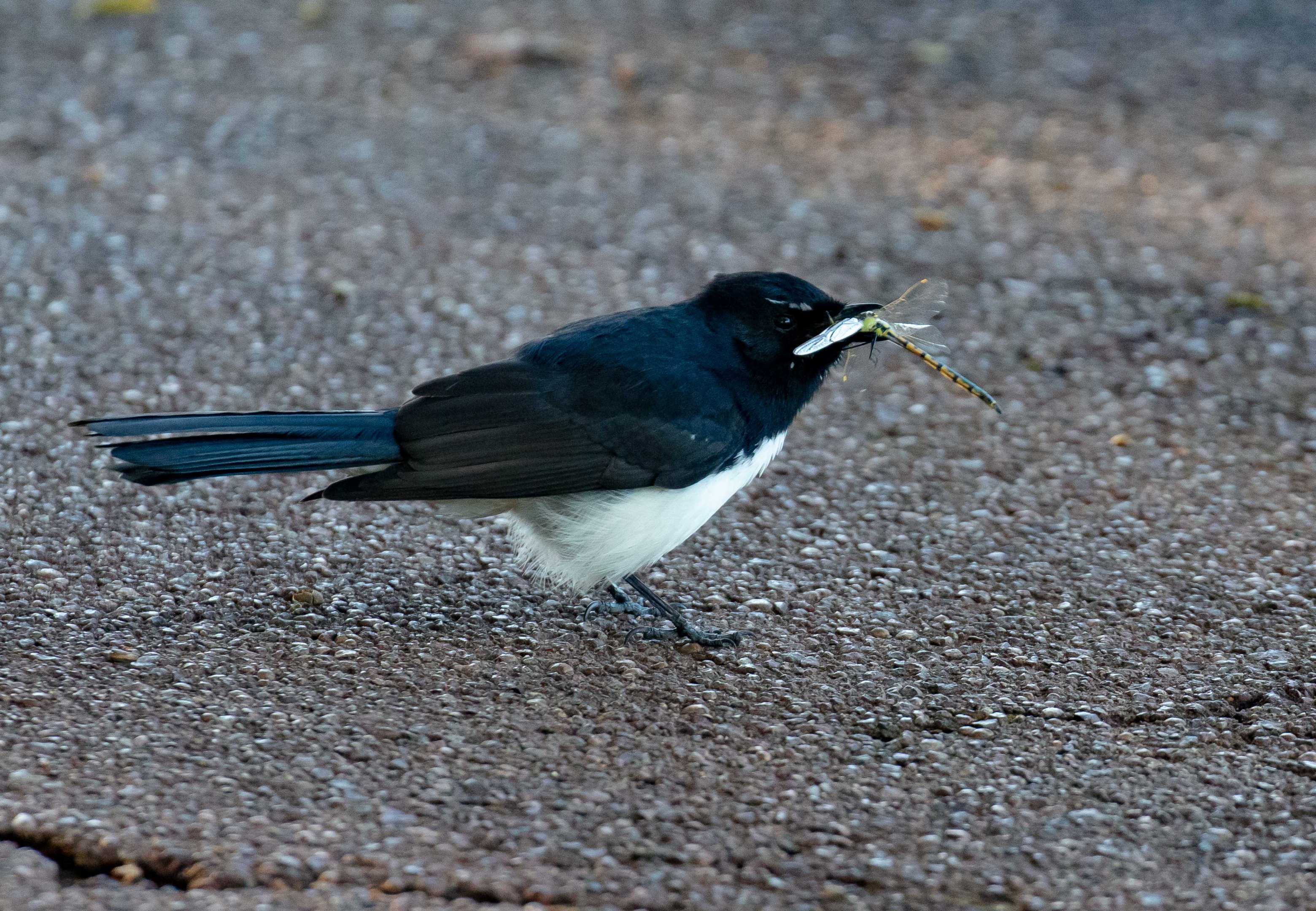 Willie Wagtail