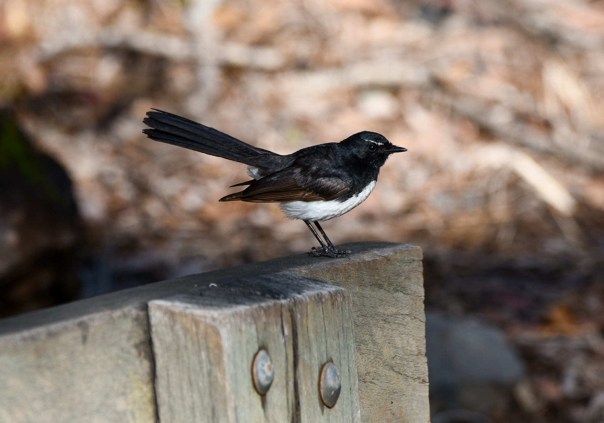 Willie-Wagtail