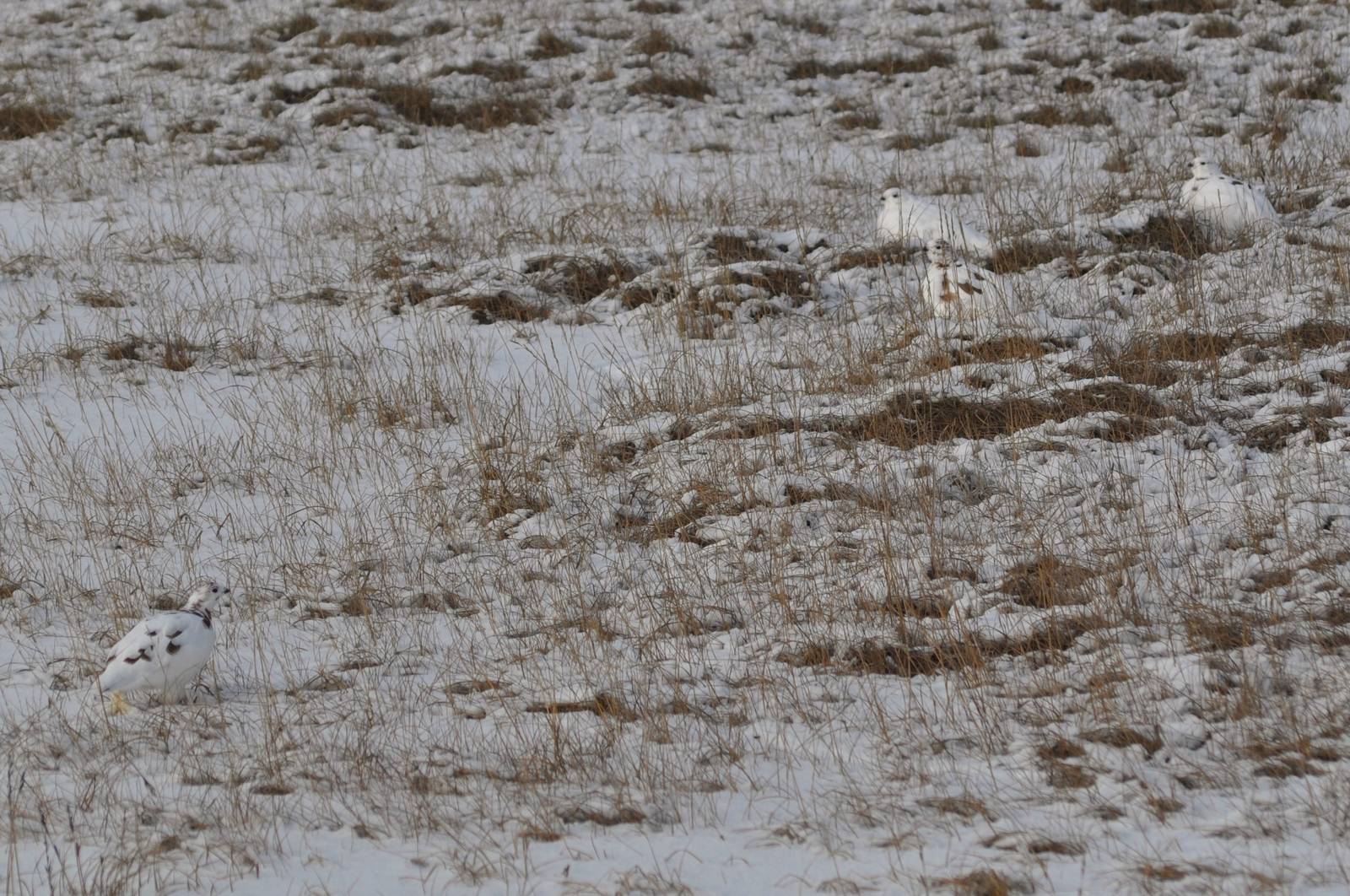 Williow Ptarmigan - Alaska