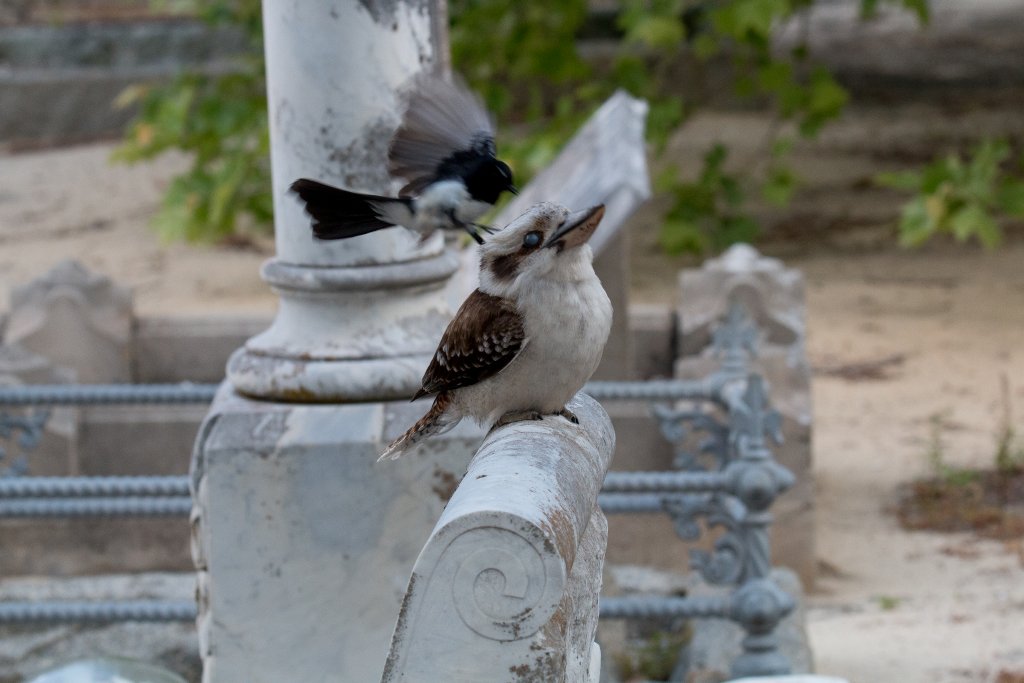 Williw Wagtail attacking Kookaburra