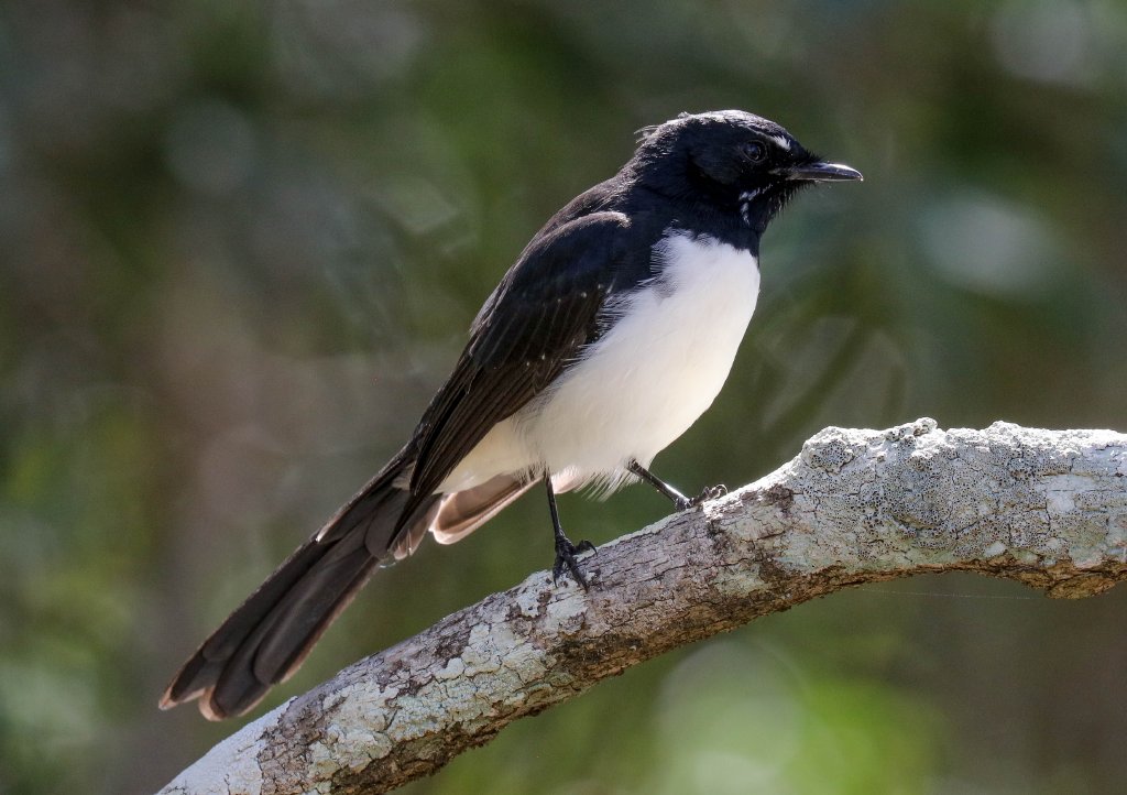 Willlie Wagtail