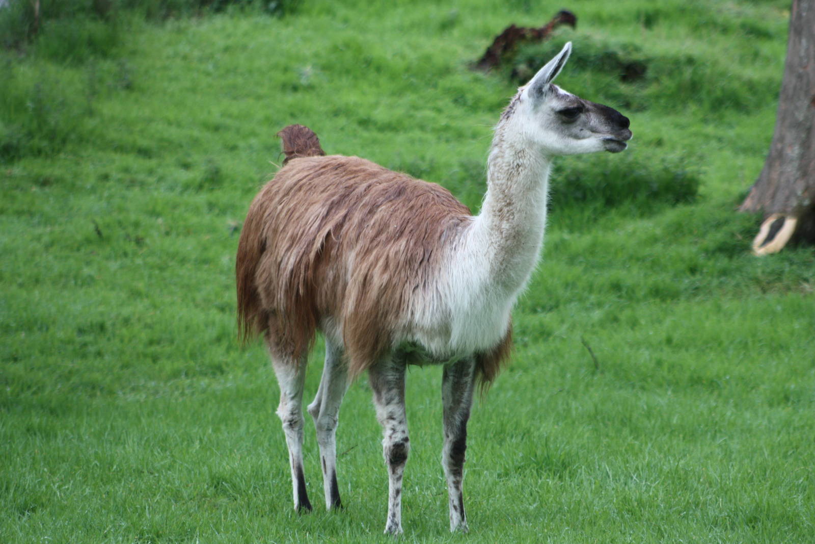 Willow, 11th May 2014
