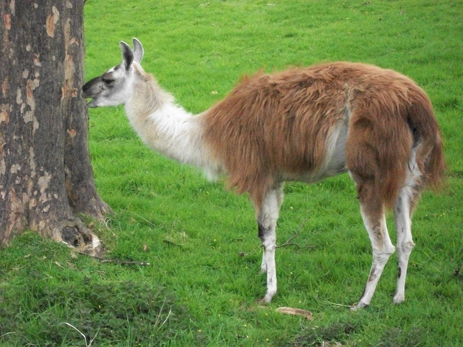 Willow, 21st April 2014