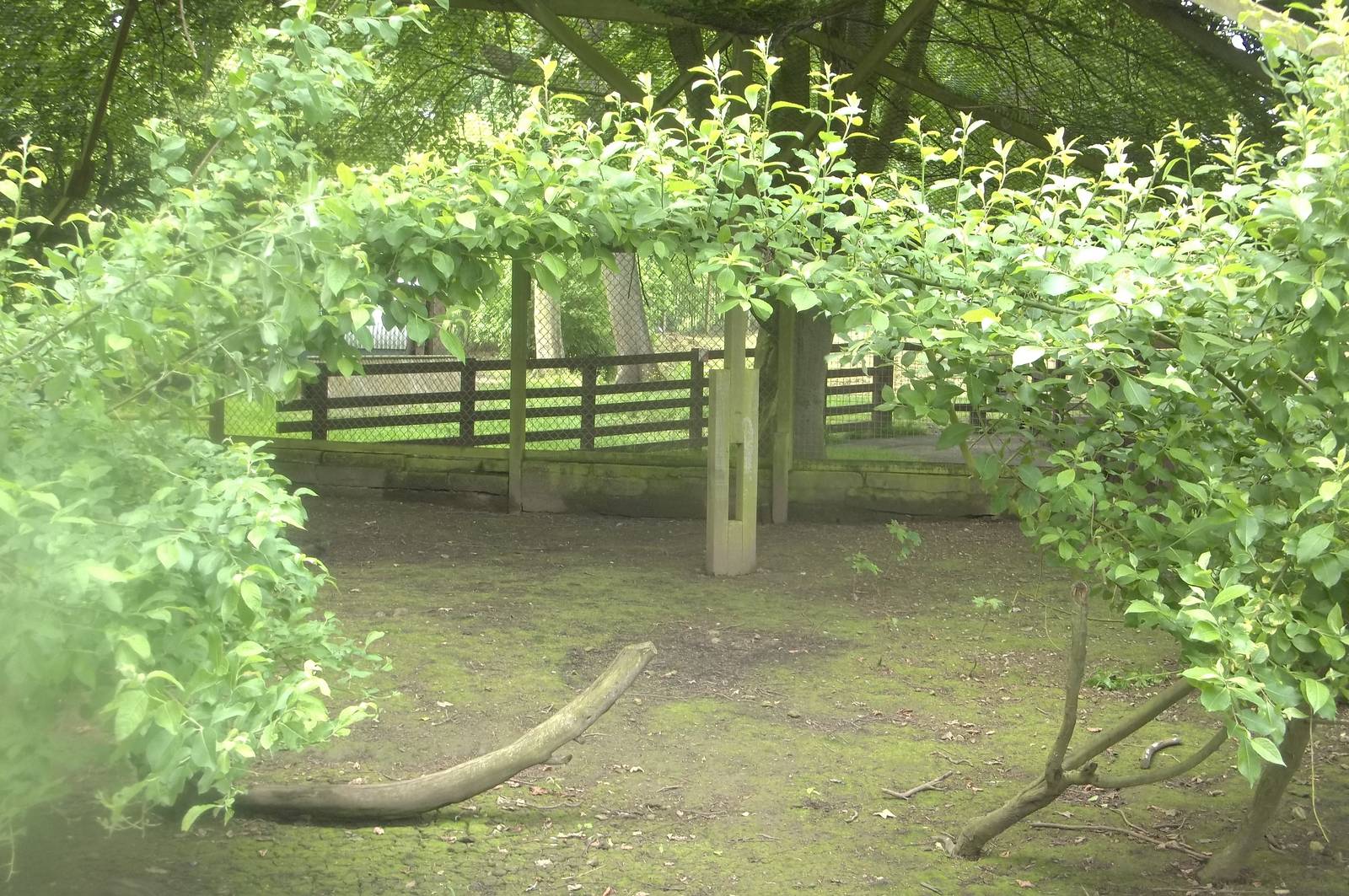 Willow archway in walk-through aviary freshly pruned, 17th June 2016