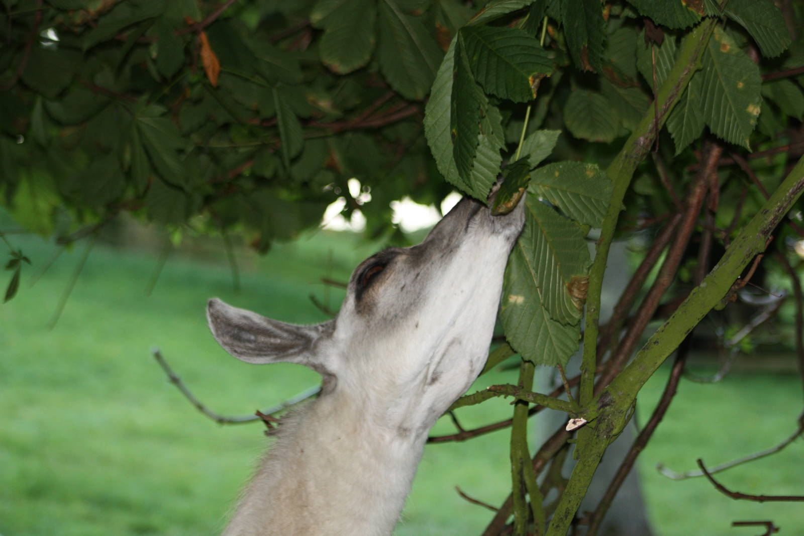 Willow browsing, 31st August 2014
