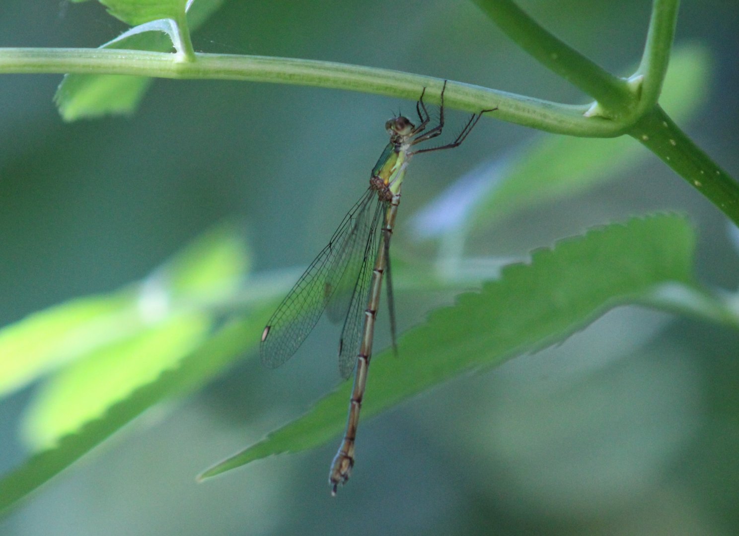 Willow emerald damselfly - Chalcolestes viridis