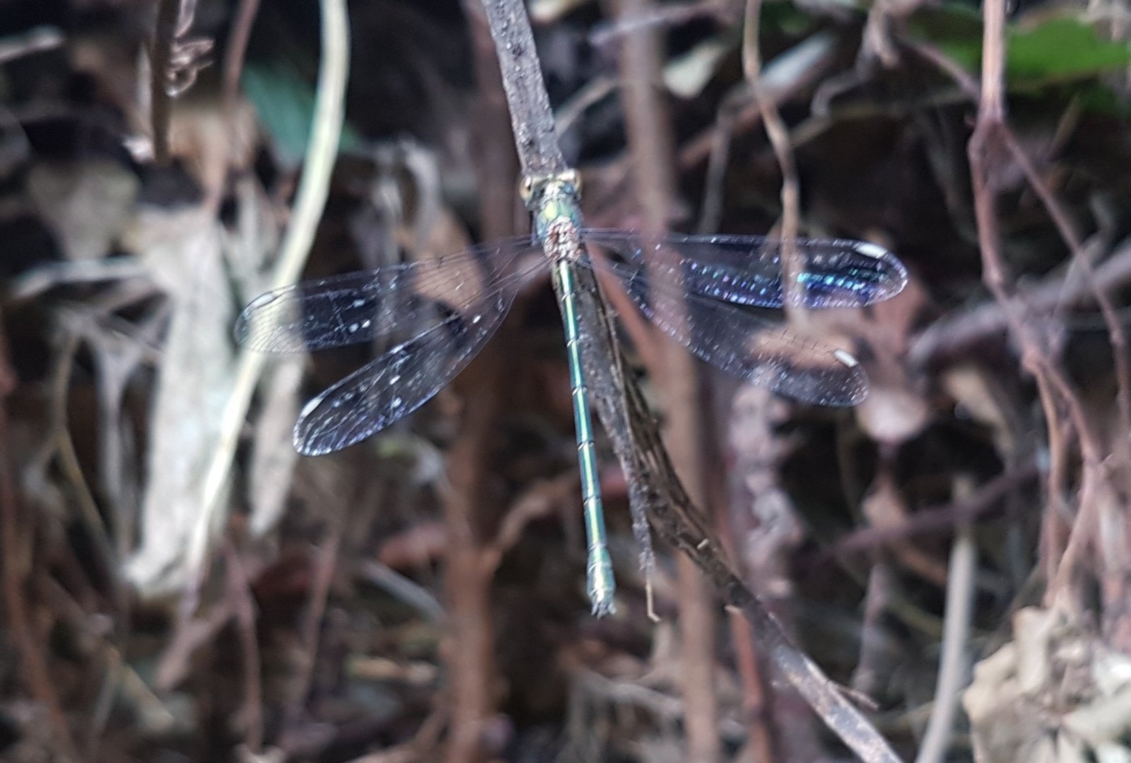 Willow emerald spreadwing - Lestes viridis