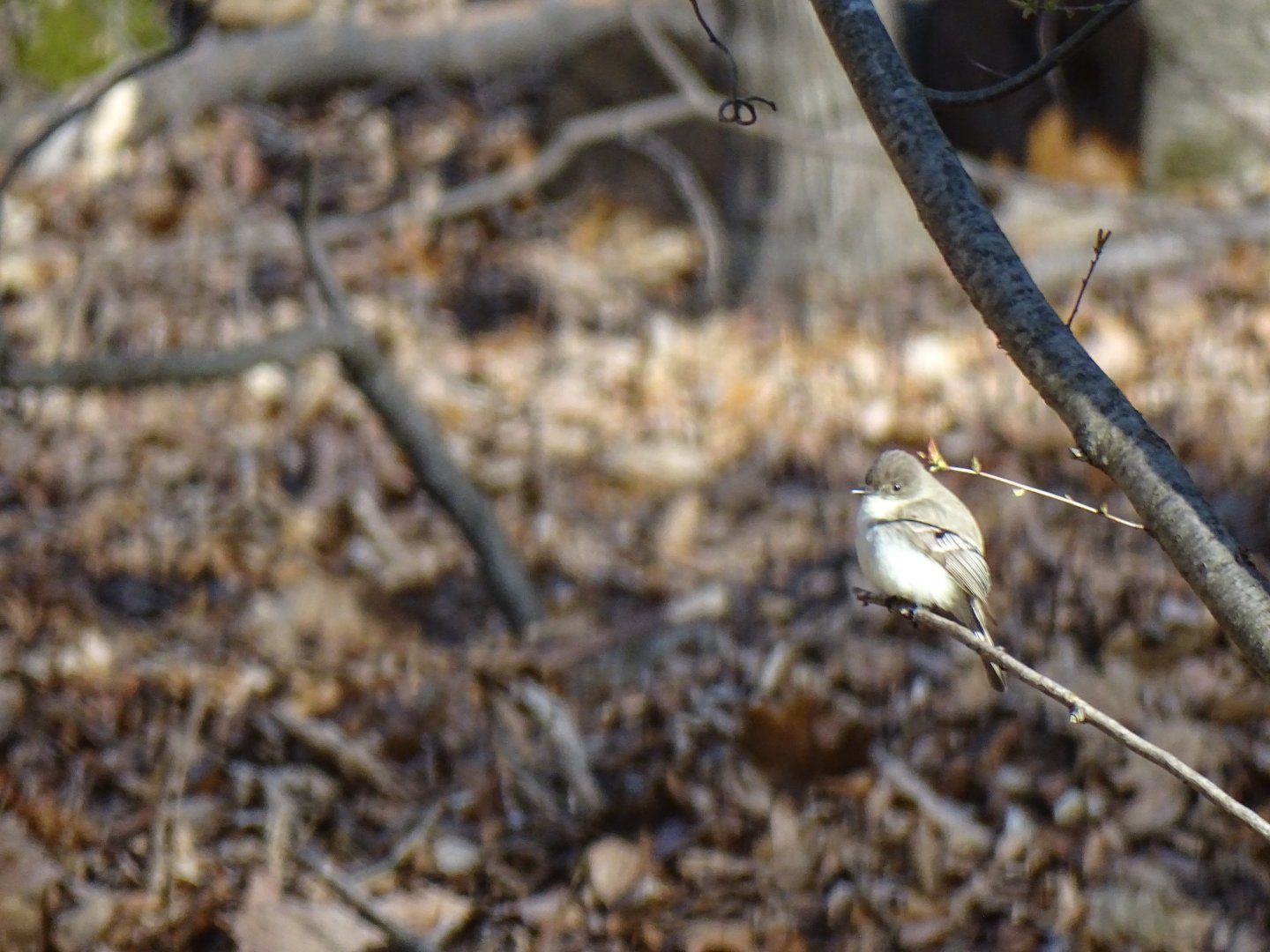 Willow flycatcher (Empidonax traillii)