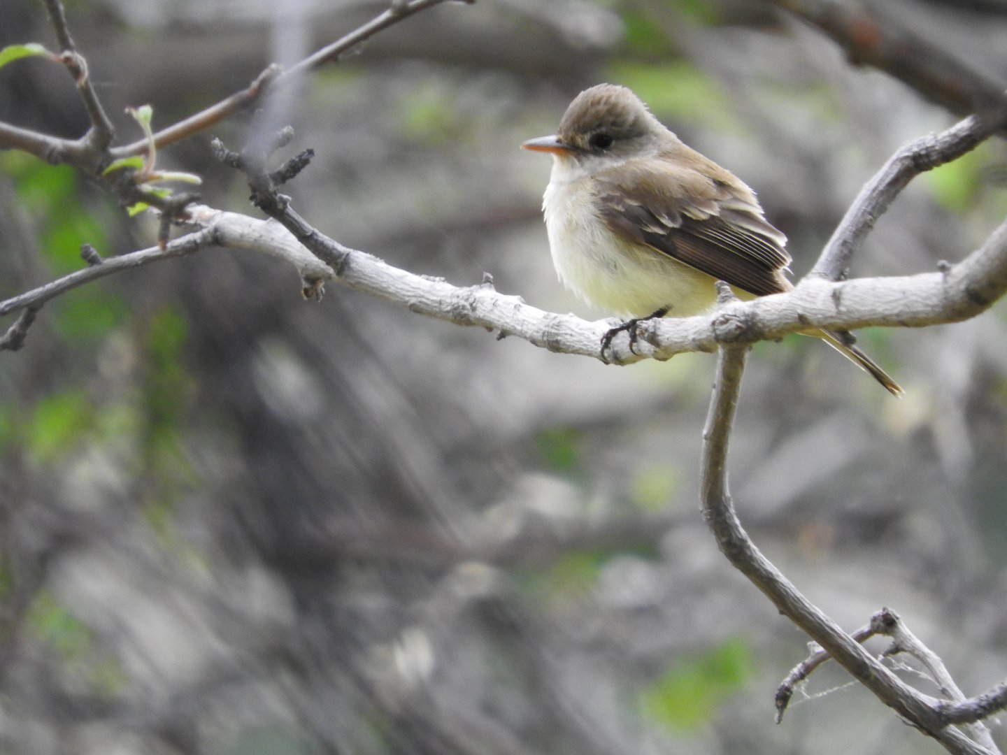 Willow Flycatcher