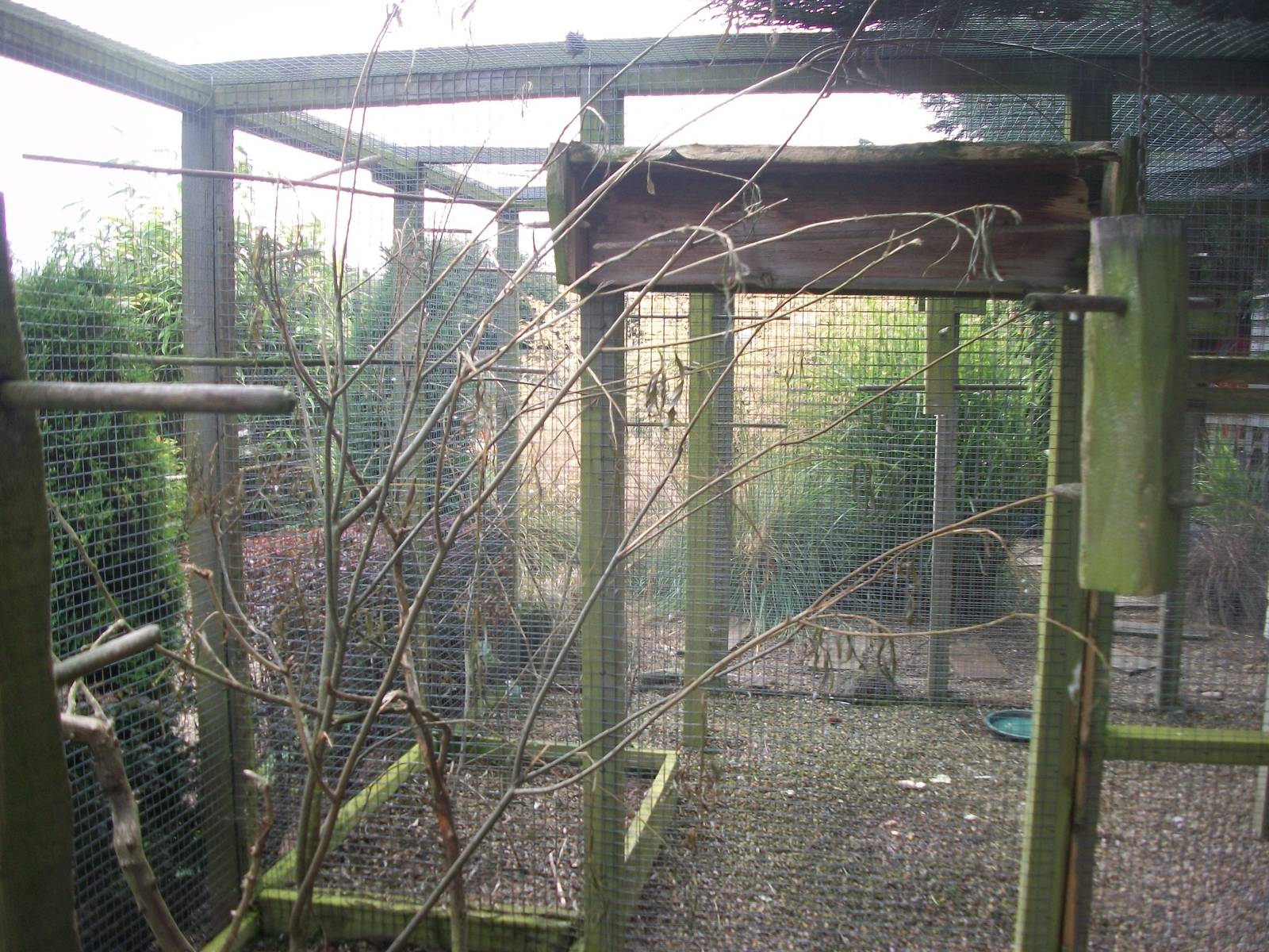 Willow for the Lovebirds, 21st August 2014