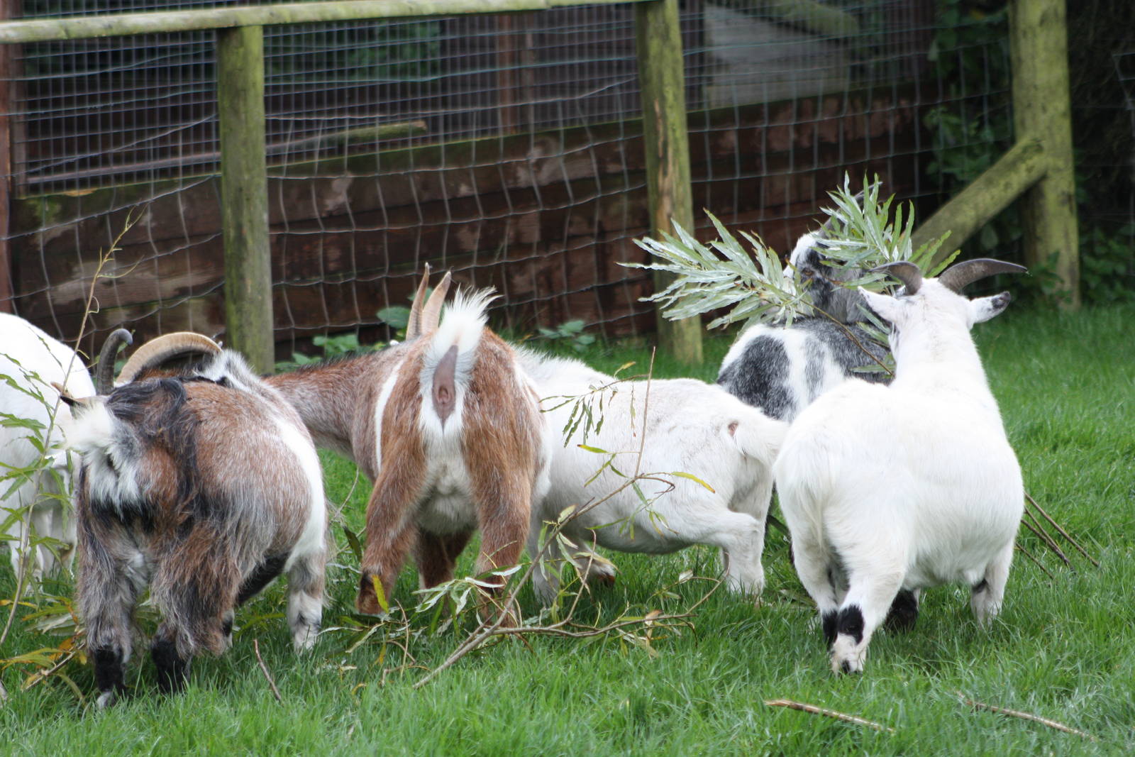 Willow frenzy, 16th October 2014