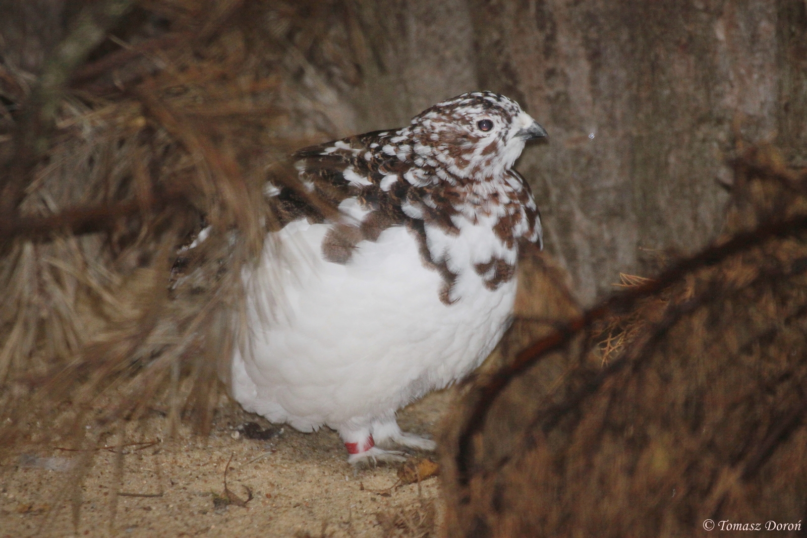 Willow Grouse (Lagopus lagopus), October 2014