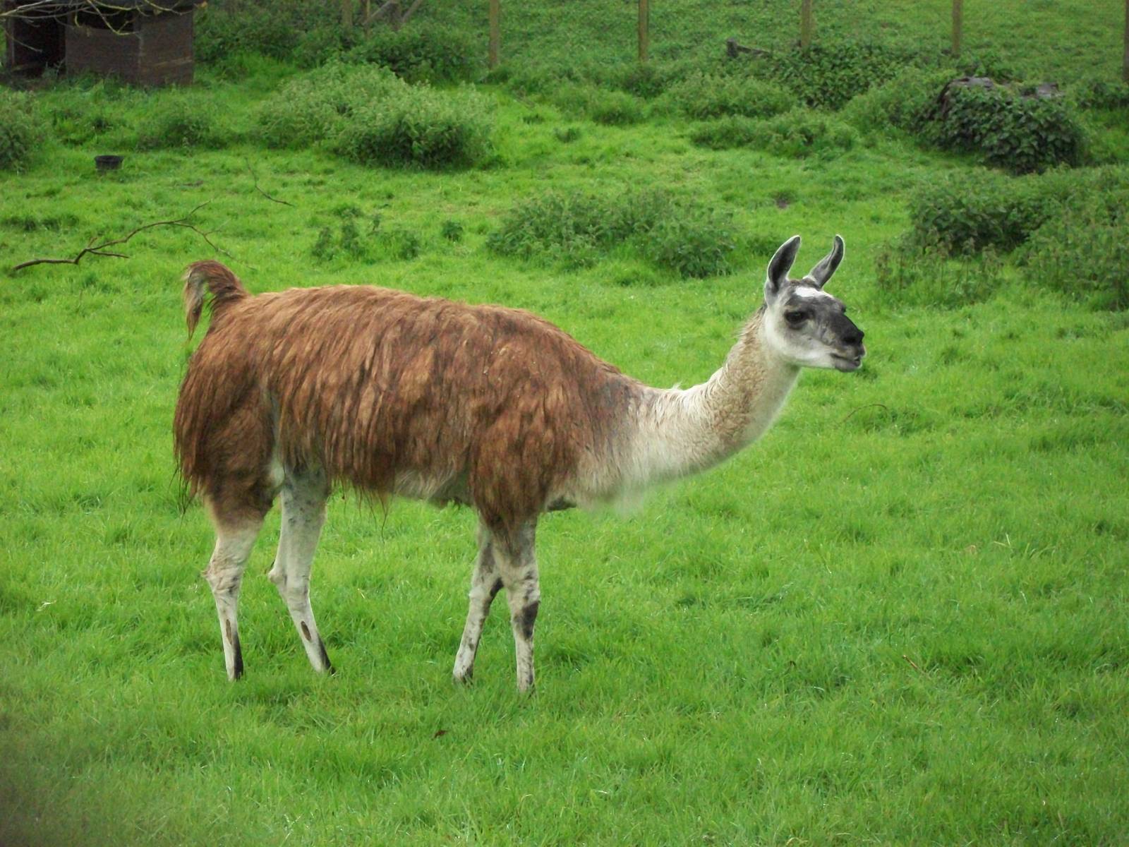 Willow has dried out a little, 10th May 2014