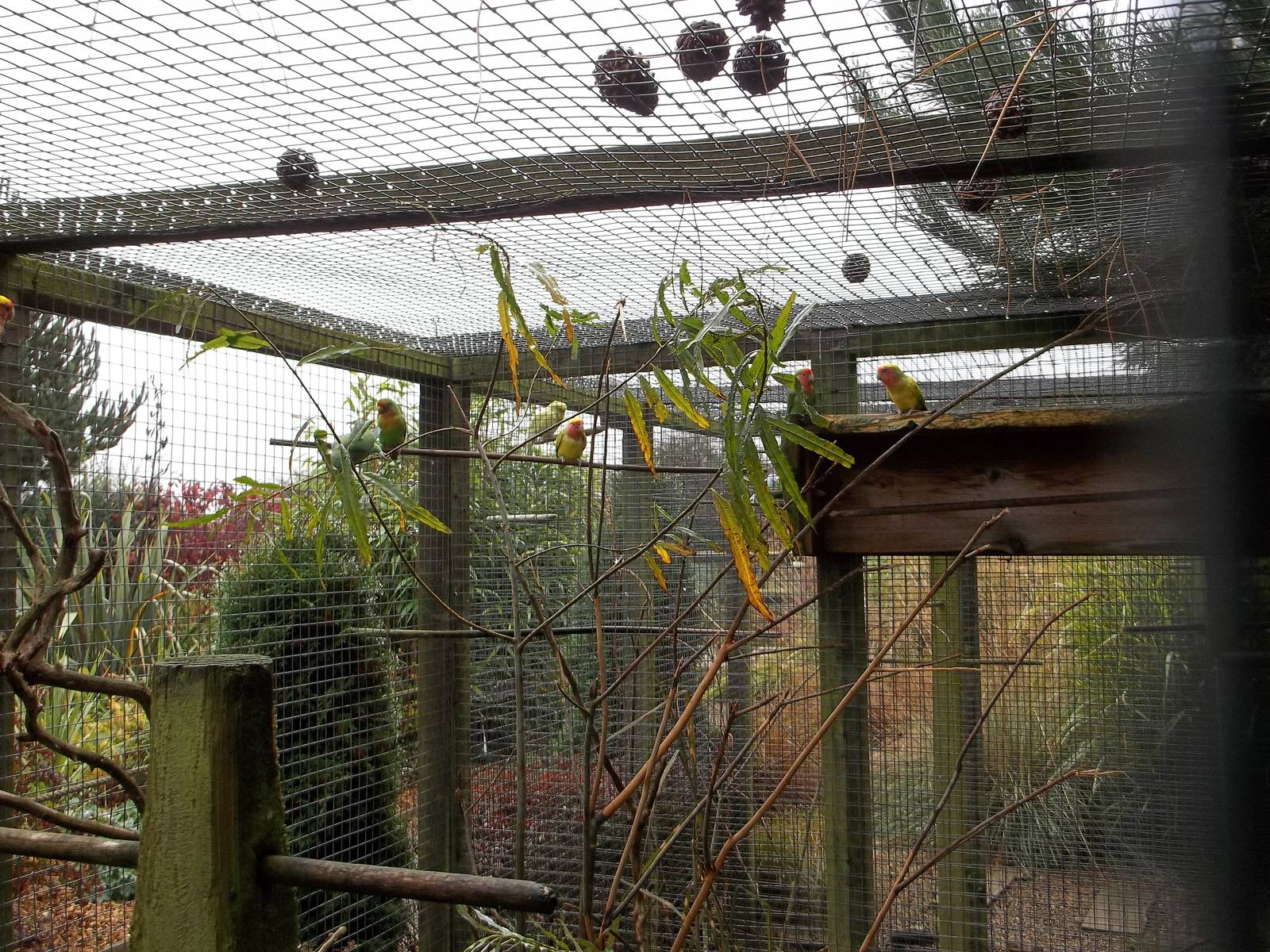Willow in aviary for Lovebirds, 16th October 2014