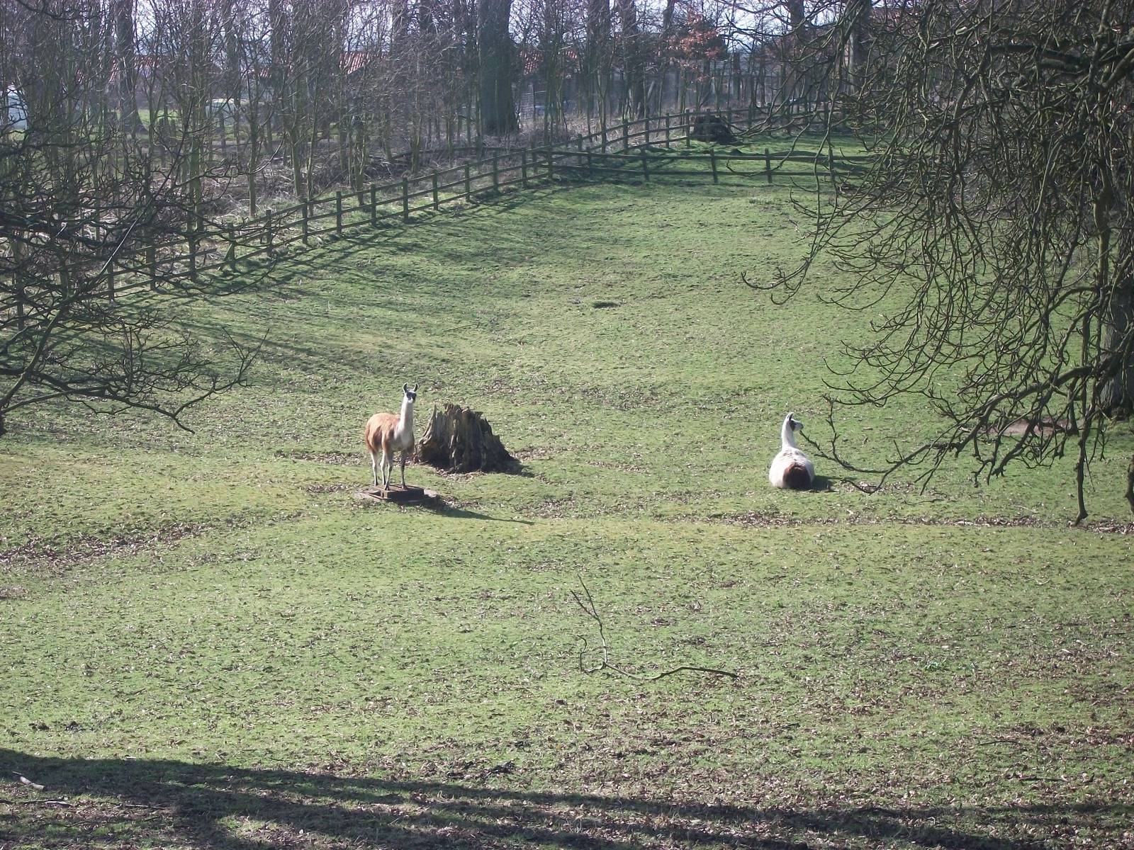 Willow makes her own plinth, 12th March 2014