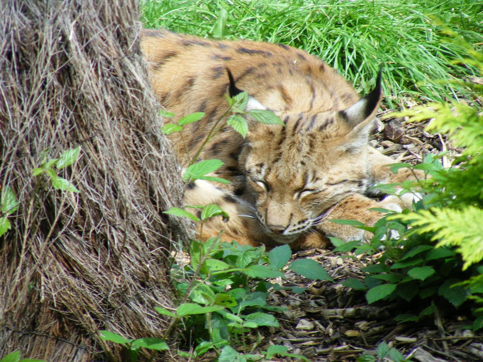 Willow or Boomer the Carpathian lynx at Newquay Zoo, 1 August 2009