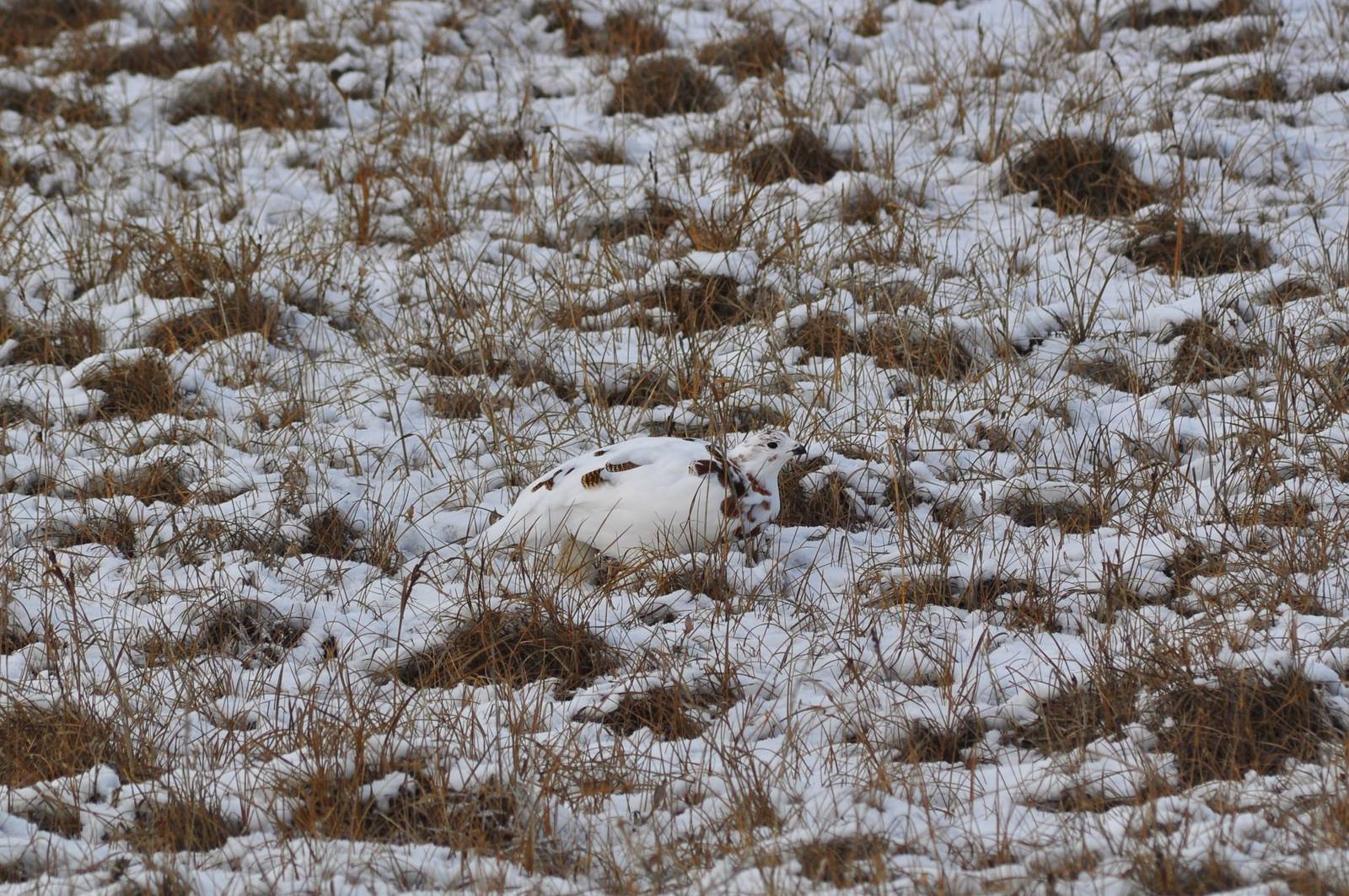 Willow Ptarmigan - Alaska