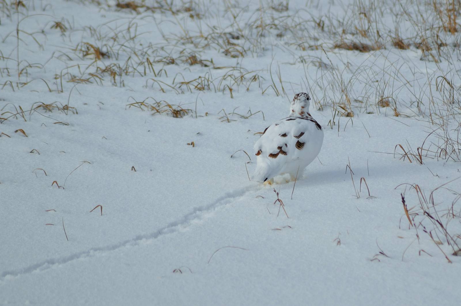 Willow Ptarmigan - Alaska